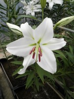 [1822 Pathos No01.JPG]